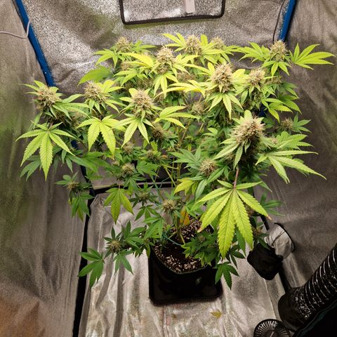 Special Queen #1 growlog timeline photo