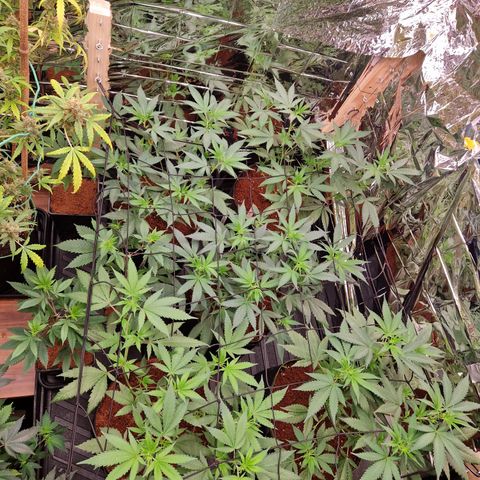 Critical "BigMama" #5 growlog timeline photo