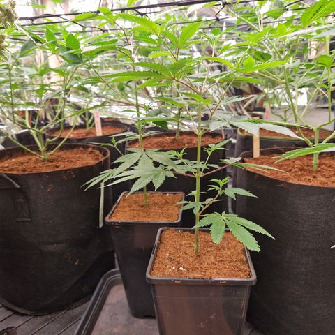 Critical "BigMama" #5 growlog timeline photo