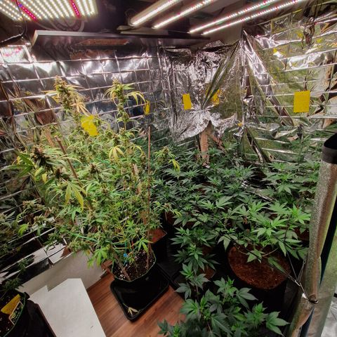 Critical "BigMama" #5 growlog timeline photo