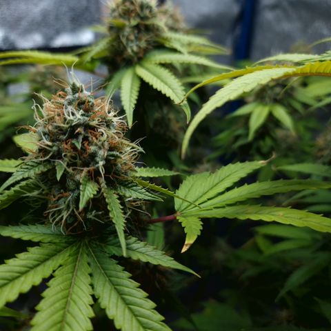 "BigMama" Critical #1 growlog timeline photo