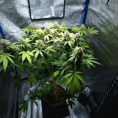 "BigMama" Critical #1 growlog timeline photo