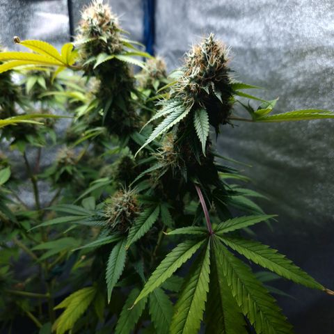 "BigMama" Critical #1 growlog timeline photo