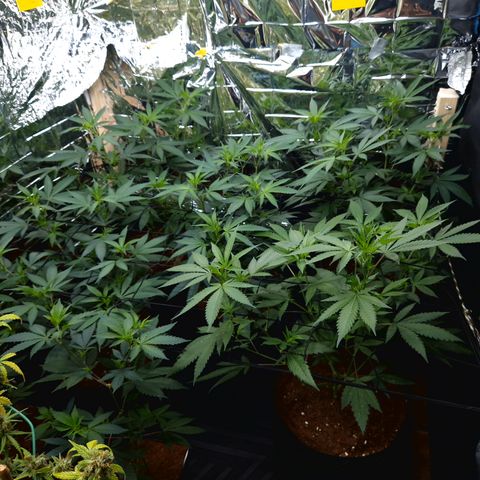 Critical "BigMama" #5 growlog timeline photo