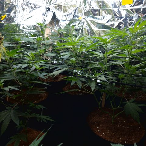 Critical "BigMama" #5 growlog timeline photo