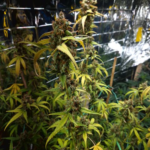 Royal Runtz Automatic growlog timeline photo
