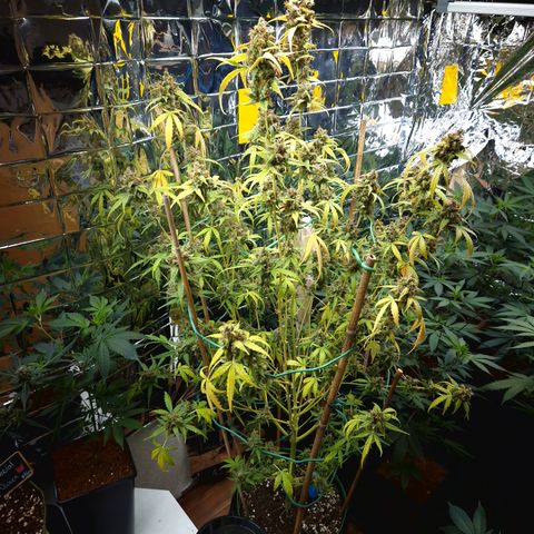 Royal Runtz Automatic growlog timeline photo