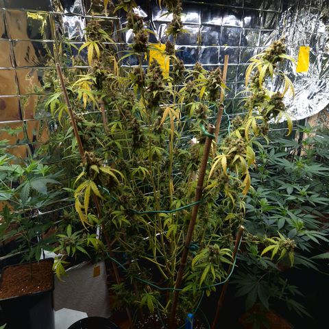 Royal Runtz Automatic growlog timeline photo