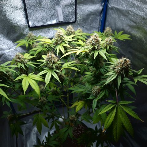 "BigMama" Critical #1 growlog timeline photo