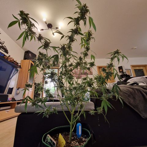 Royal Cheese Automatik #2 growlog photo: Bissl geknickt, musste eh gerntet werden 