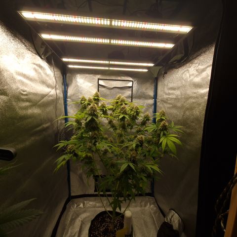 "BigMama" Critical #1 growlog timeline photo