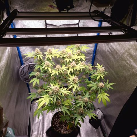"BigMama" Critical #1 growlog timeline photo