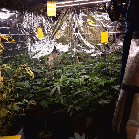 Critical "BigMama" #5 growlog timeline photo