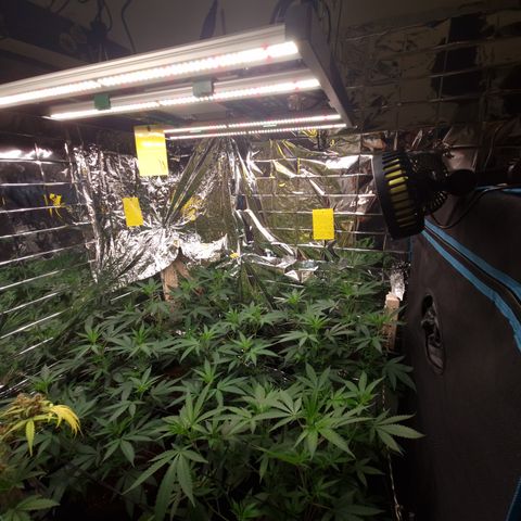 Critical "BigMama" #5 growlog timeline photo