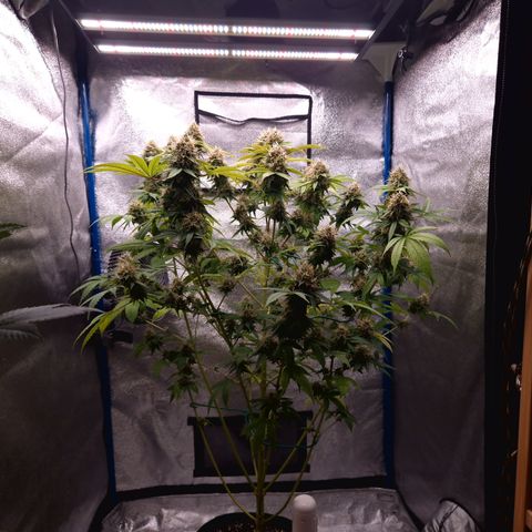 "BigMama" Critical #1 growlog timeline photo