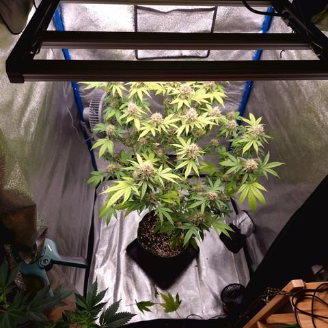 "BigMama" Critical #1 growlog timeline photo