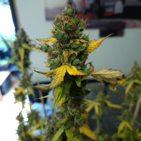 Royal Runtz Automatic growlog timeline photo