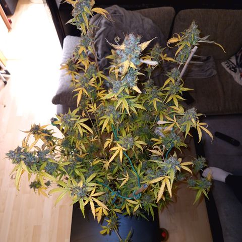 Royal Runtz Automatic growlog timeline photo