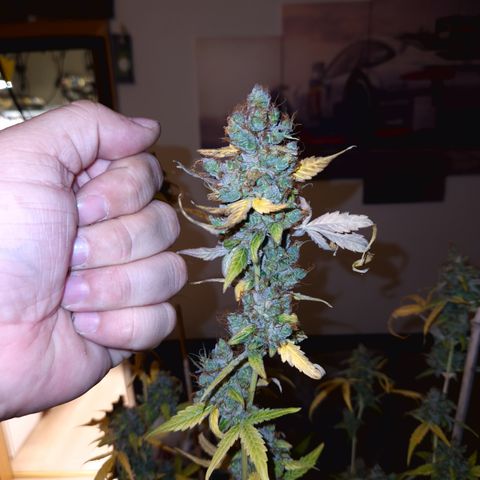 Royal Runtz Automatic growlog timeline photo