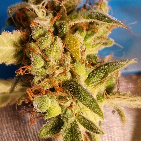 Royal Runtz Automatic growlog timeline photo