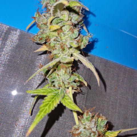 Royal Runtz Automatic growlog timeline photo