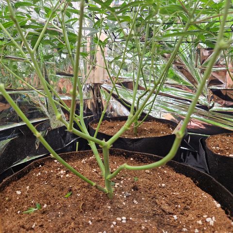 Critical "BigMama" #5 growlog timeline photo