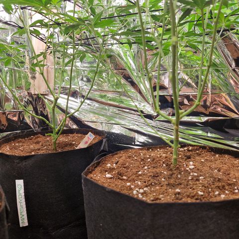 Critical "BigMama" #5 growlog timeline photo