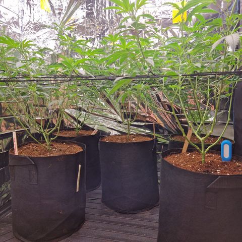 Critical "BigMama" #5 growlog timeline photo
