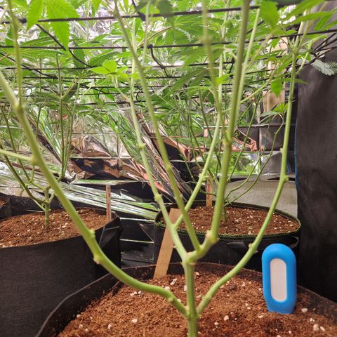 Critical "BigMama" #5 growlog timeline photo