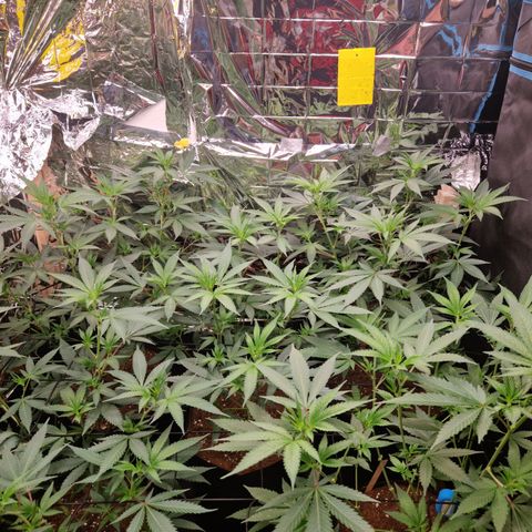 Critical "BigMama" #5 growlog timeline photo