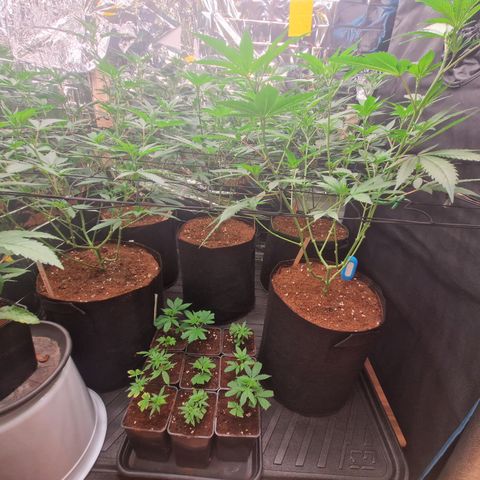 Critical "BigMama" #5 growlog timeline photo