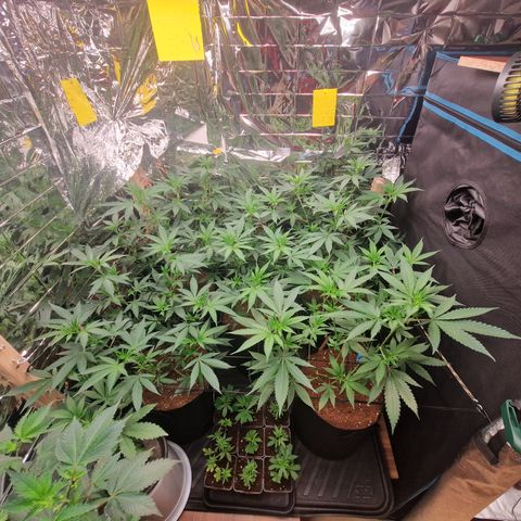 Critical "BigMama" #5 growlog timeline photo