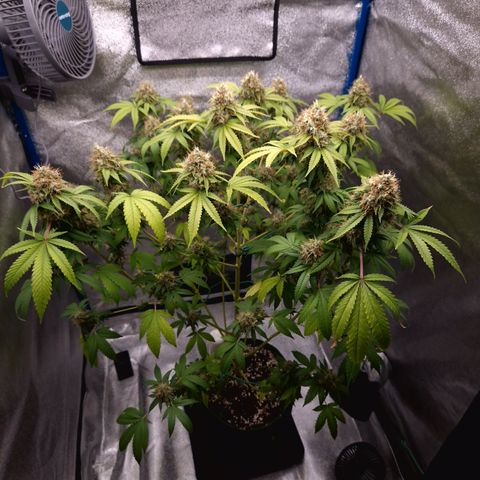 "BigMama" Critical #1 growlog timeline photo