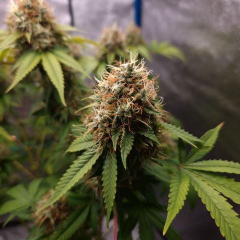 "BigMama" Critical #1 growlog timeline photo