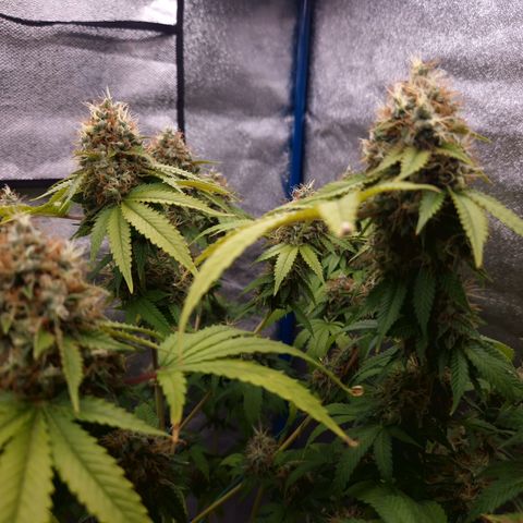 "BigMama" Critical #1 growlog timeline photo