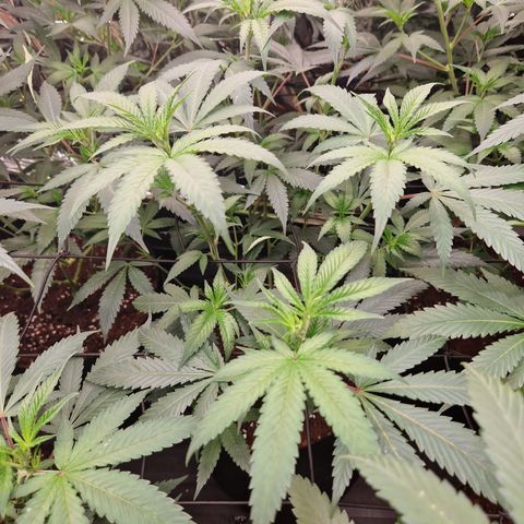 Critical "BigMama" #1 growlog timeline photo