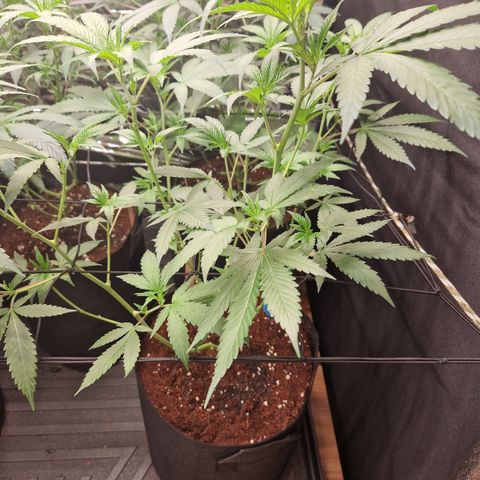 Critical "BigMama" #4 growlog timeline photo