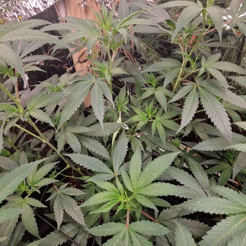 Critical "BigMama" #2 growlog timeline photo