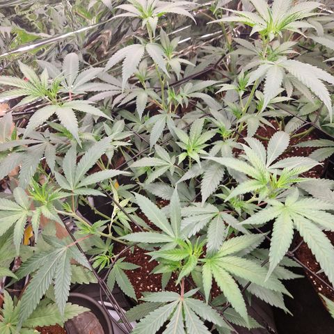 Critical "BigMama" #5 growlog timeline photo