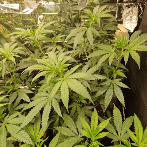 Critical "BigMama" #3 growlog timeline photo