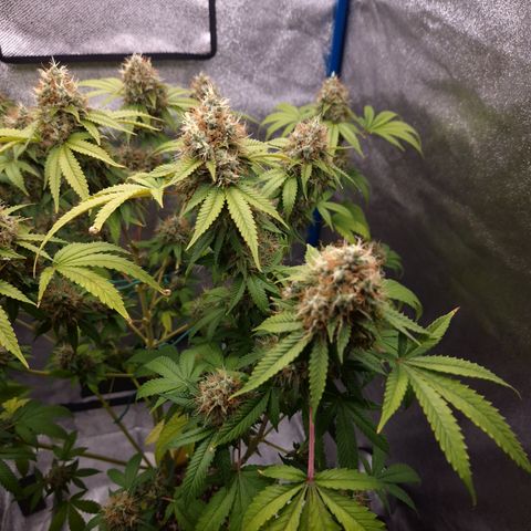 "BigMama" Critical #1 growlog timeline photo