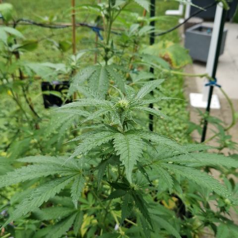 Critical Pheno#2//Mutter growlog timeline photo