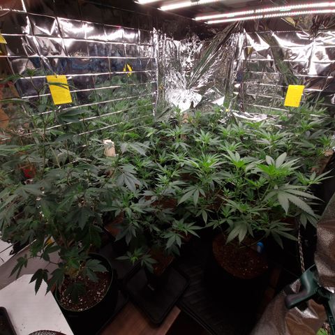Critical "BigMama" #5 growlog timeline photo