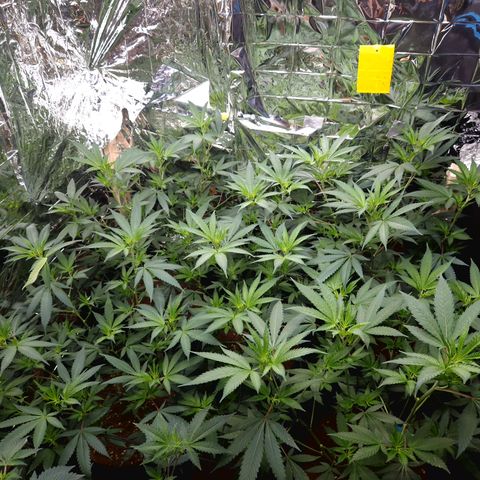 Critical "BigMama" #5 growlog timeline photo