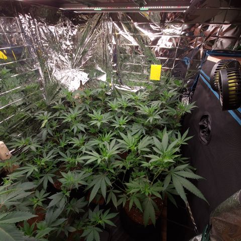 Critical "BigMama" #5 growlog timeline photo