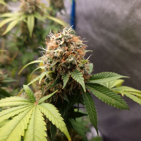 "BigMama" Critical #1 growlog timeline photo