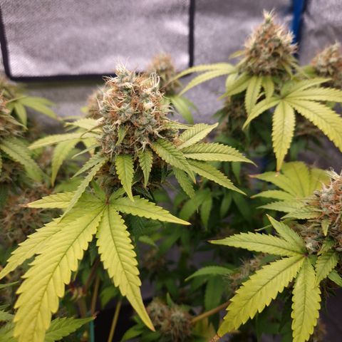 "BigMama" Critical #1 growlog timeline photo