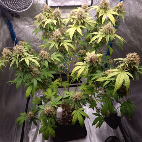 "BigMama" Critical #1 growlog timeline photo