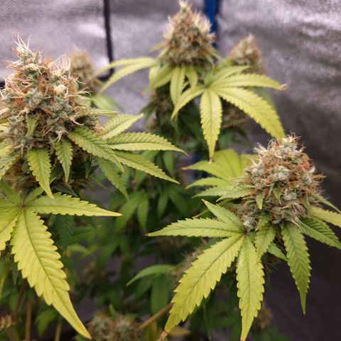 "BigMama" Critical #1 growlog timeline photo