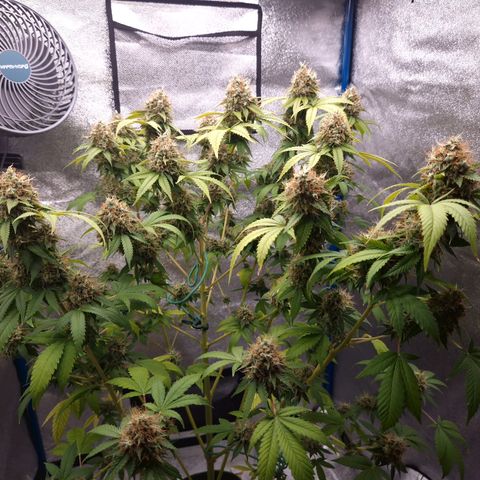 "BigMama" Critical #1 growlog timeline photo